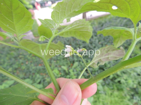 nightshade, eastern black